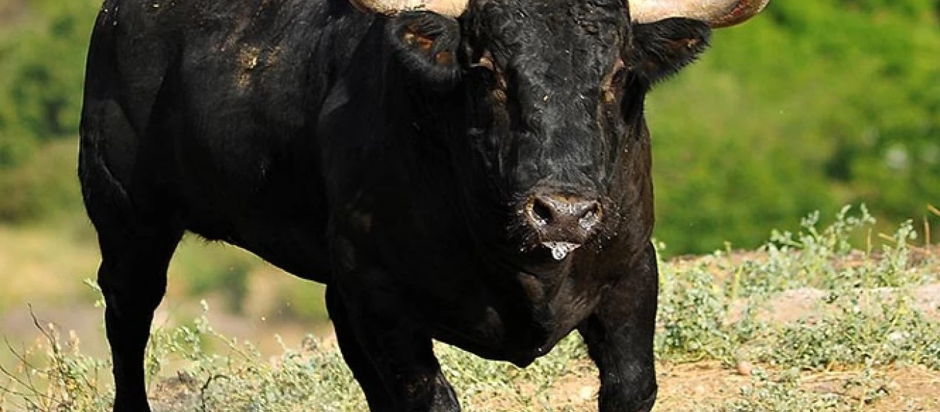 Σκύλος δάγκωσε ταύρο και εκείνος επιτέθηκε σε 35 άτομα (βίντεο)